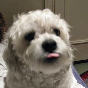 Meet your Posher, Maria